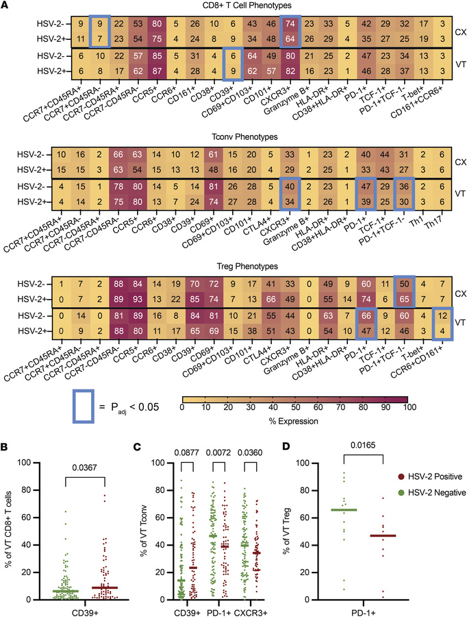 HSV-2 seropositivity drives few phenotypic alterations in the CVT.
(A) H...