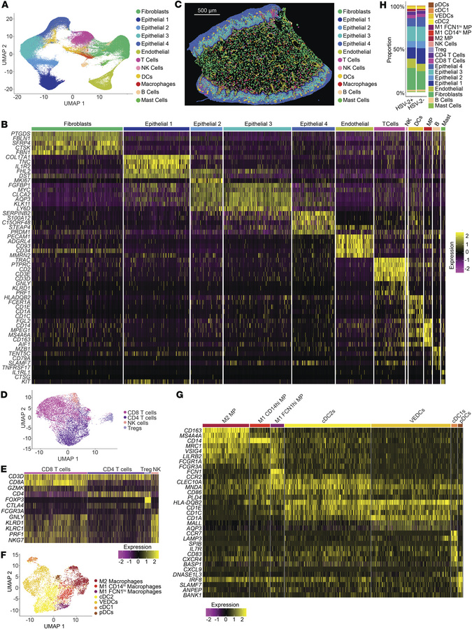 Spatial Transcriptomics identifies cell types and location in the tissue...