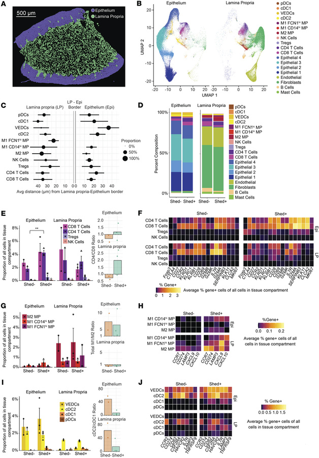 Vaginal inflammatory immune response is enhanced in the epithelium durin...