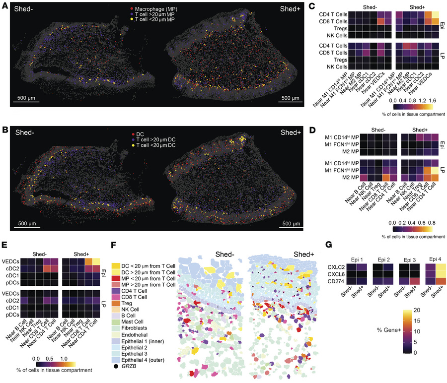 HSV-2 shedding promotes cellular interactions in vaginal epithelium.
(A)...
