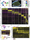 Spatial Transcriptomics identifies cell types and location in the tissue.