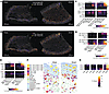 HSV-2 shedding promotes cellular interactions in vaginal epithelium.