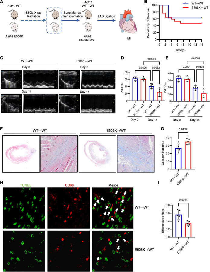 Post-MI cardiac fibrosis is enhanced by myeloid-specific Aldh2 rs671 var...