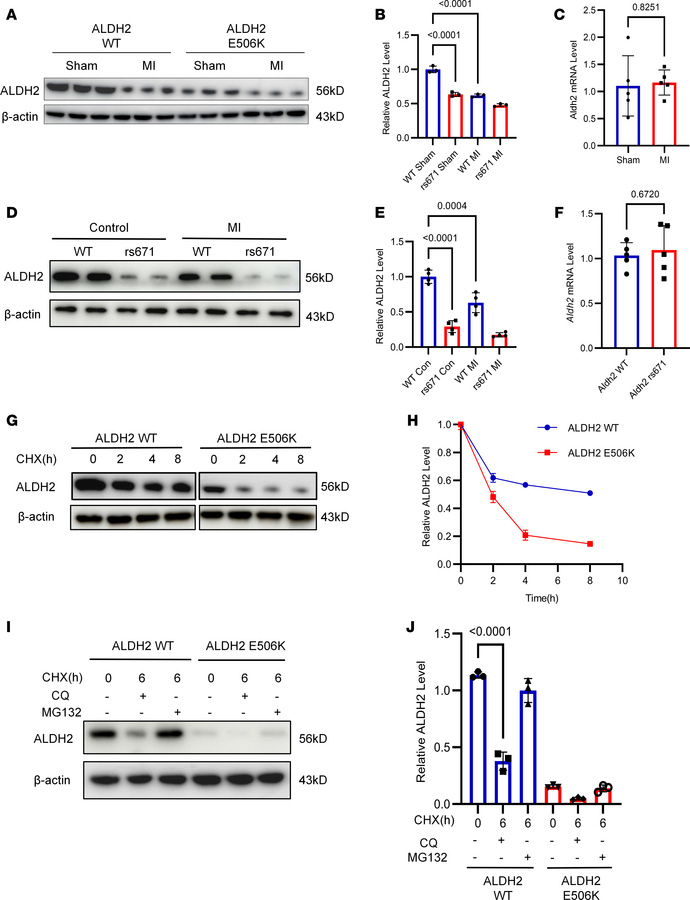 Degradation of ALDH2 protein undergoes proteosomal pathway.
(A and B) Re...