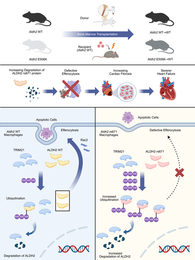 TRIM21 mediated K48-linked ubiquitination of ALDH2 rs671 mutant promotes...