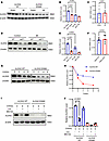 Degradation of ALDH2 protein undergoes proteosomal pathway.
