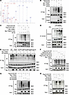 Ubiquitination of ALDH2 protein is mediated by E3 ligase TRIM21.