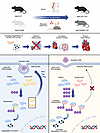 TRIM21 mediated K48-linked ubiquitination of ALDH2 rs671 mutant promotes ad