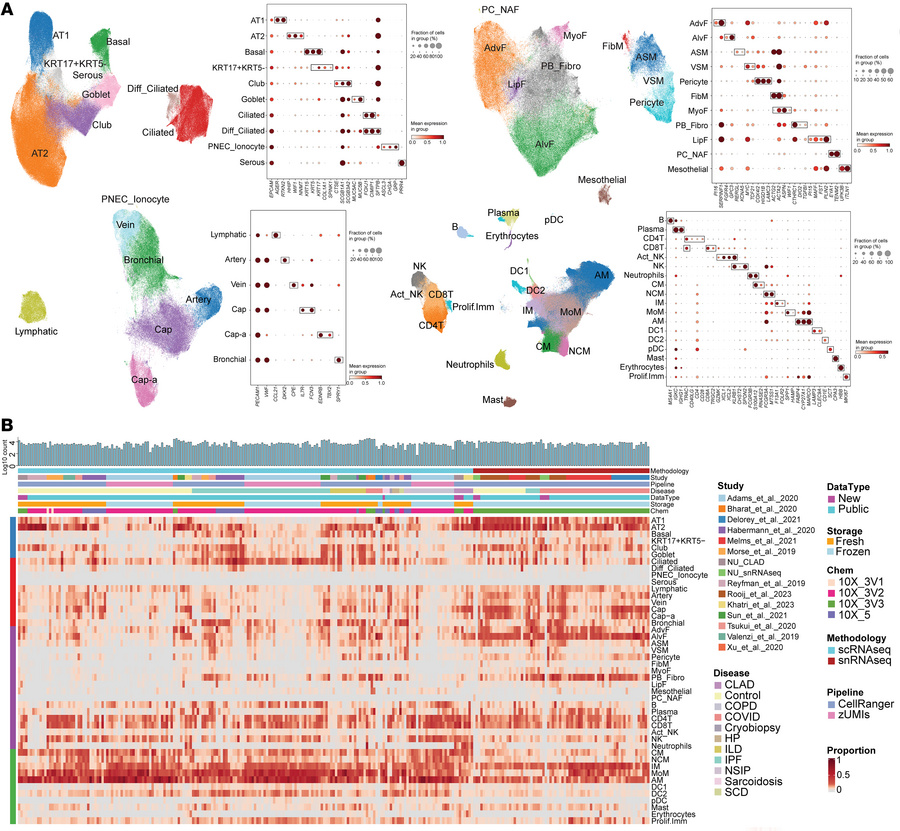 慢性肺移植拒絶に新たな手がかり(Chronic lung-transplant rejection has been a black box: new study gives answers and drug targets)