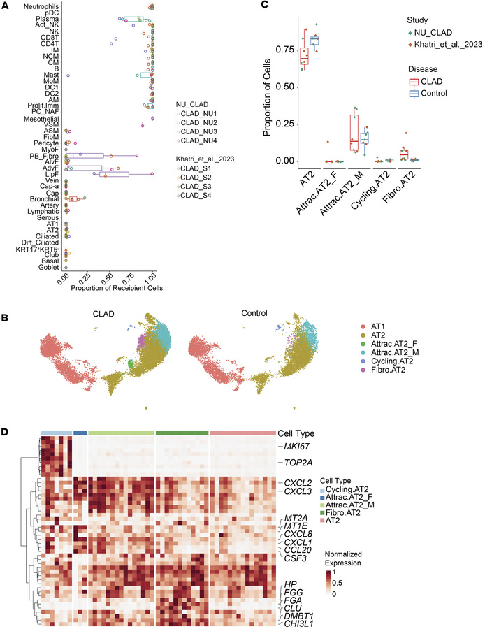 Single-cell transcriptomic landscape of epithelial cells in CLAD.
(A) Bo...