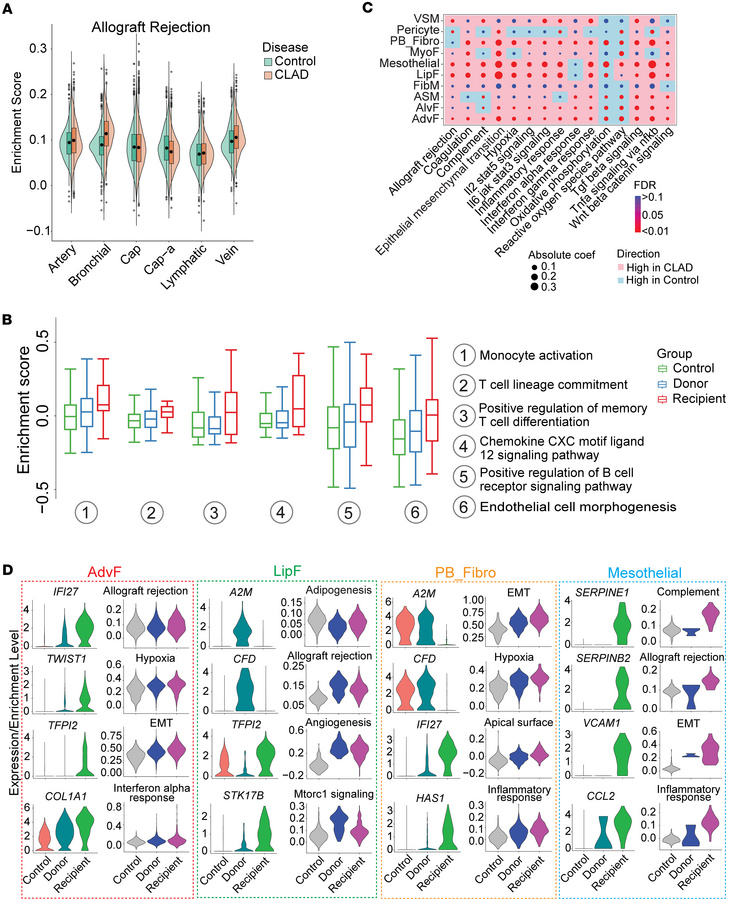 Single-cell transcriptomic landscape of endothelial and stromal cells in...