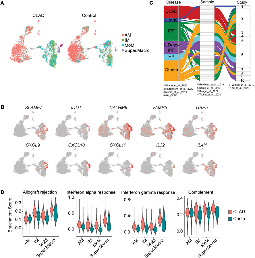 Single-cell transcriptomic landscape of myeloid cells in CLAD.
(A) UMAP ...