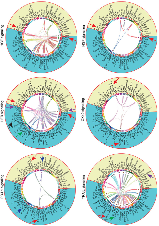 Donor-recipient crosstalk in CLAD.
Circle plot depicting the signal flow...