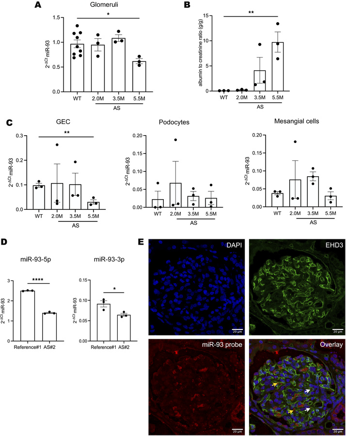 miR-93 expression decreases along disease progression in mice and humans...