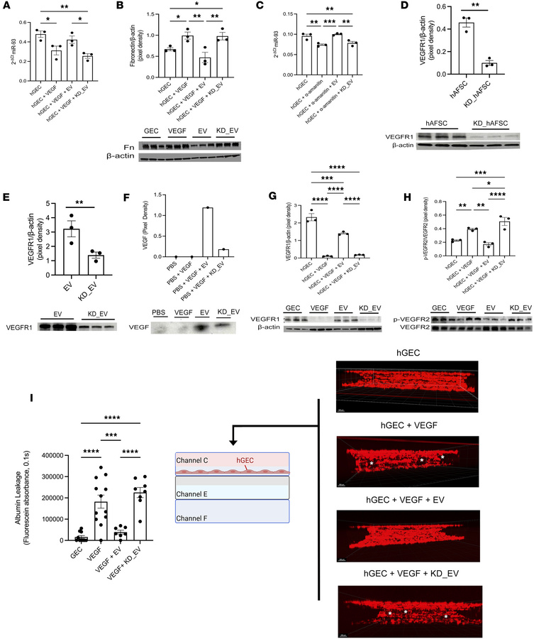 EVs regulate the miR-93/VEGFR1/VEGFR2 axis in GECs.
(A) Relative miR-93 ...