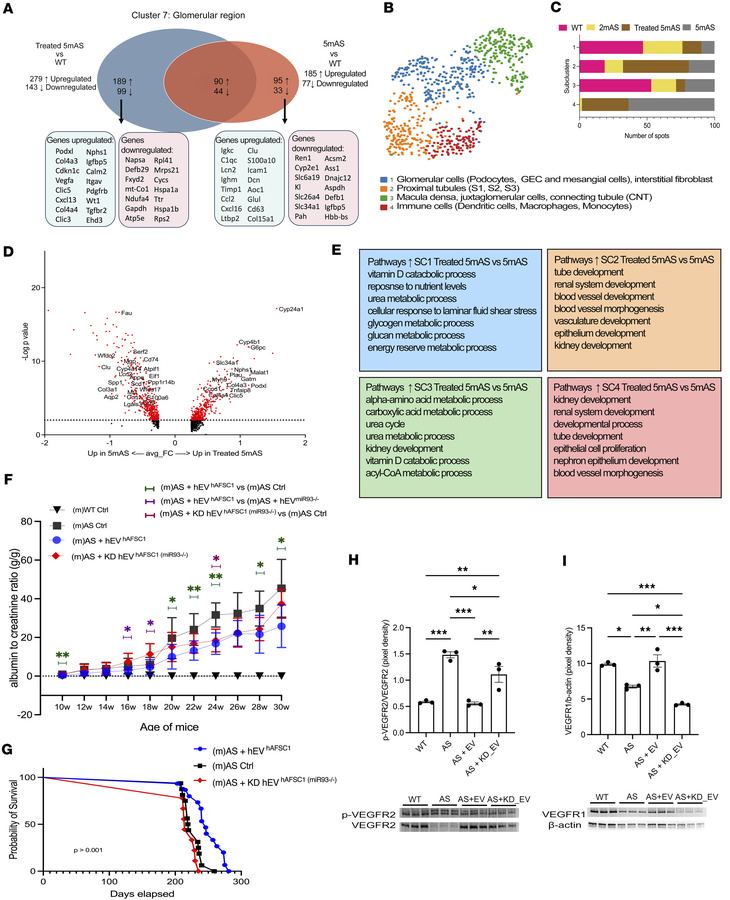 Spatial maps of glomeruli of AS mice injected with EVs.
(A) Venn diagram...