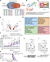 Spatial maps of glomeruli of AS mice injected with EVs.