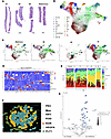Spatial maps of AS biopsies.