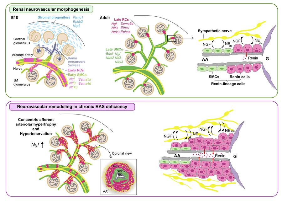 graphical abstract