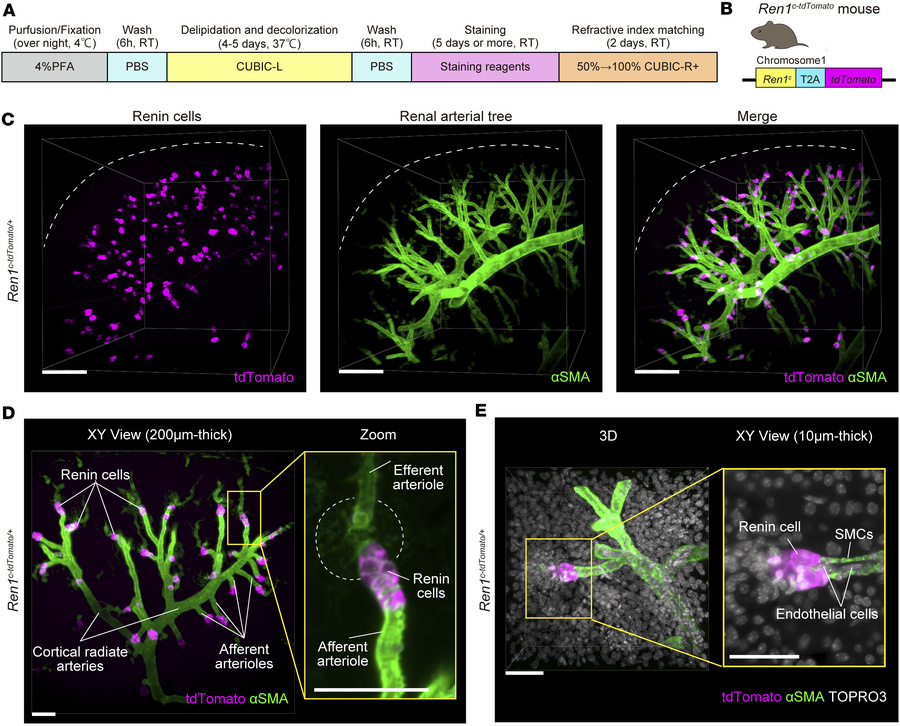Tissue clearing–based 3D imaging of Ren1c-tdTomato/+ mice allow high-res...