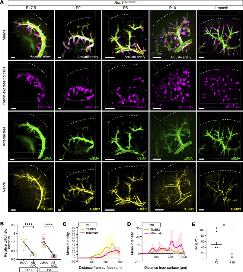 Spatiotemporal organization of renin cells and axonal growth trajectorie...