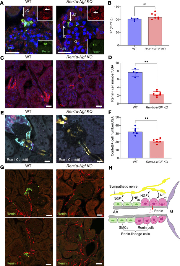 Renin cell–specific Ngf KO diminishes renin-lineage cells and their inne...