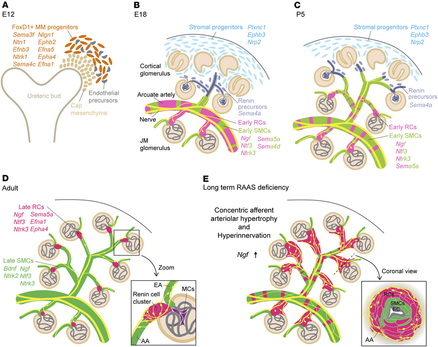 Schematic illustrating the spatiotemporal relationship between renin-cel...