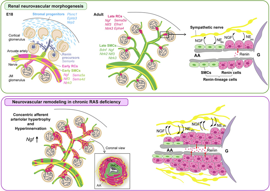 graphical abstract