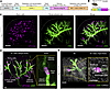 Tissue clearing–based 3D imaging of Ren1c-tdTomato/+ mice allow high-resolu