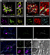 Dense sympathetic innervation of renin cell clusters in AAs.