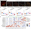 Stage-specific expression of axon guidance and neurotrophic factors by FoxD