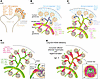 Schematic illustrating the spatiotemporal relationship between renin-cell d