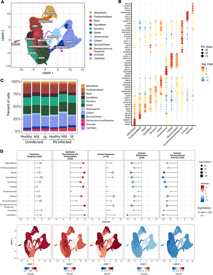 Single-cell RNA-Seq maps epithelial cell diversity and reveals cell type...