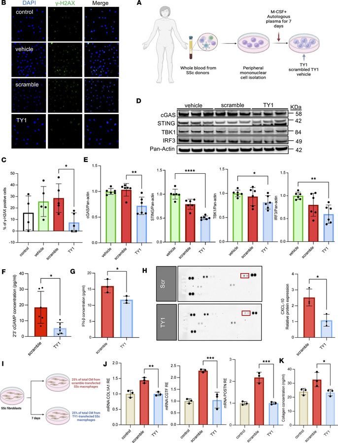 Human SSc macrophages and fibroblasts exhibit attenuation of cGAS-STING ...