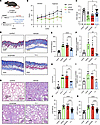 Therapeutic effects of TY1 in mice with skin thickening and SSc-like cardio