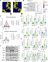 Transcriptomic and protein-level attenuation of cGAS-STING and downstream e