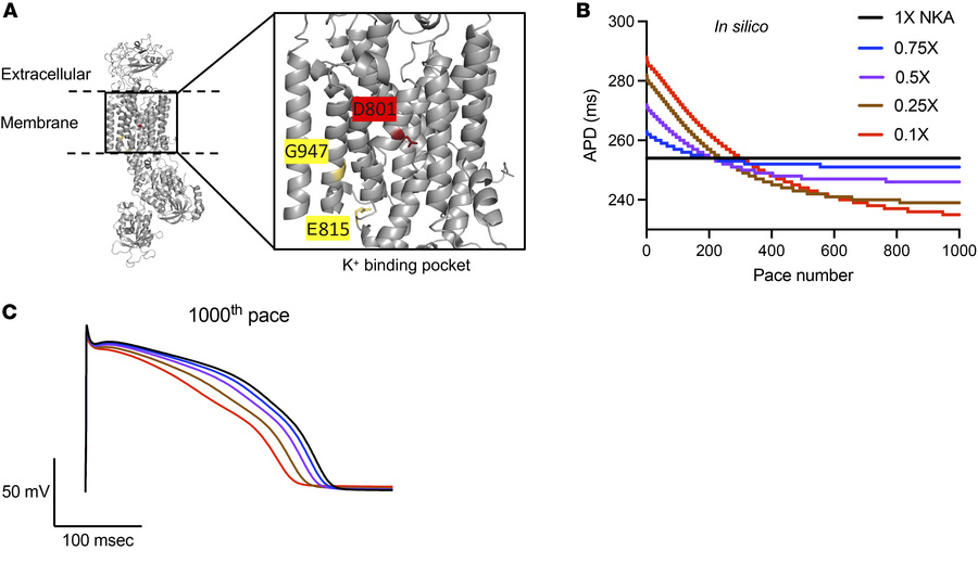 ATP1A3-D801N decreases NKA function and is predicted to decrease cardiom...