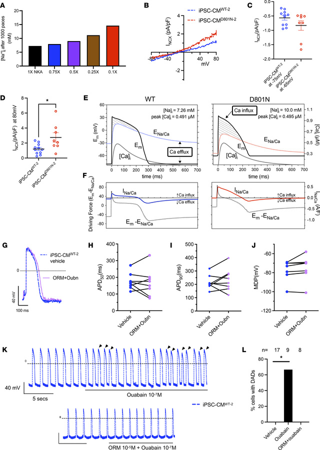 iPSC-CMD801N have greater NCX1 Ca2+ influx at positive membrane potentia...