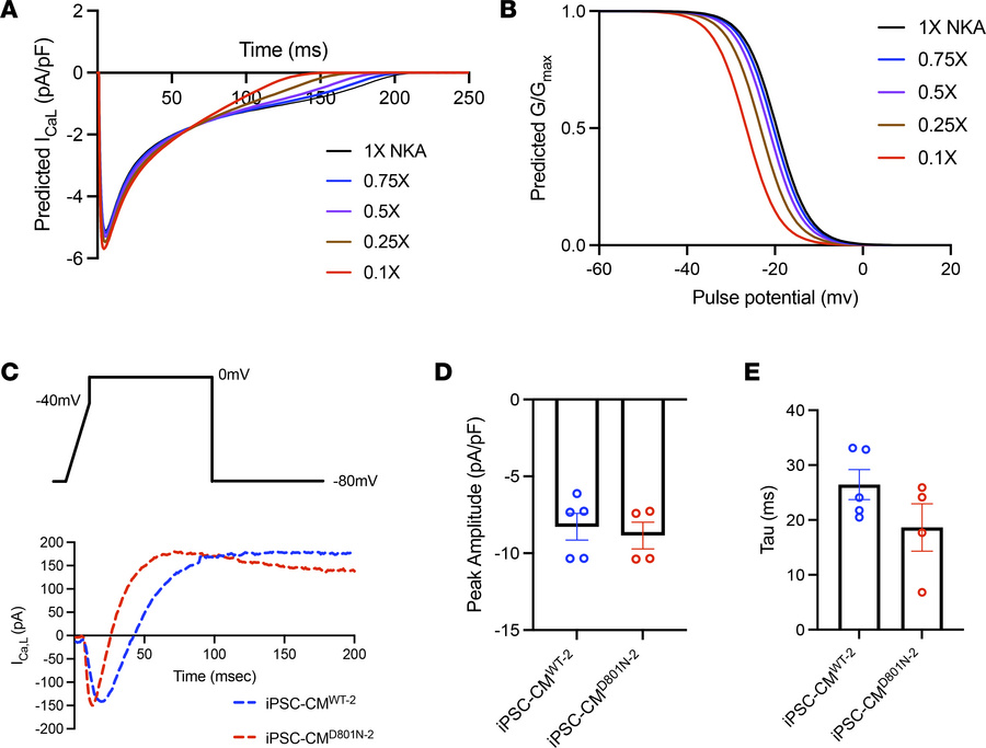 Lower NKA functional states lead to faster L-type Ca2+ channel inactivat...