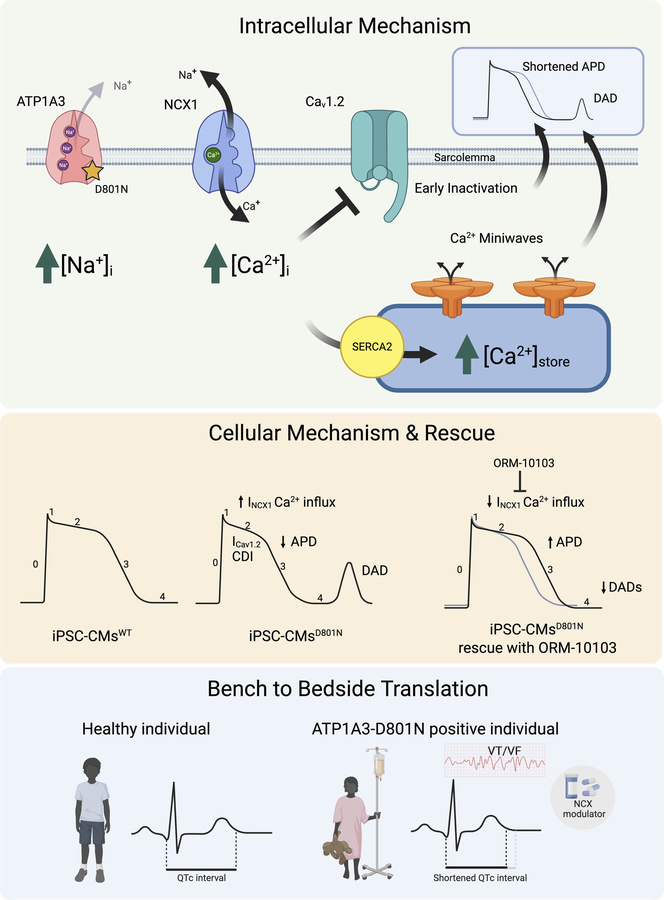 Cellular mechanism of ATP1A3-D801N.
Expression of ATP1A3-D801N leads to ...