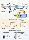 Cellular mechanism of ATP1A3-D801N.