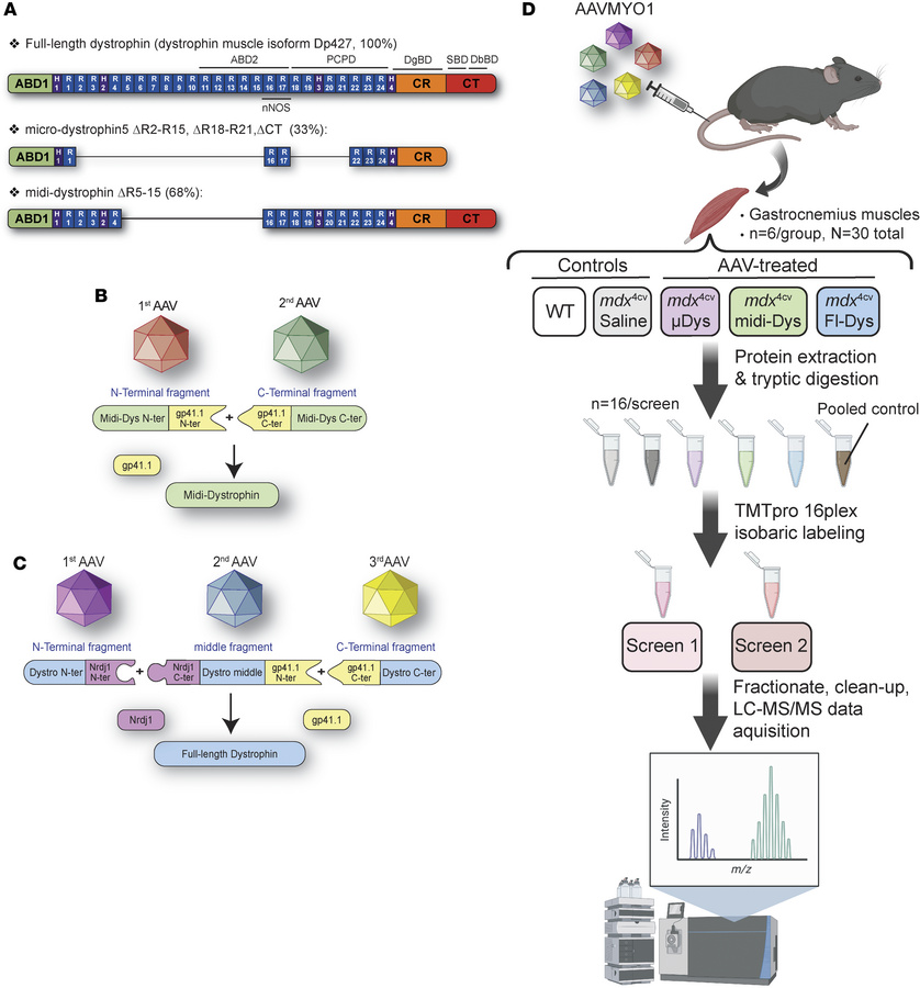Schematic representation of dystrophin clones tested, split intein appro...