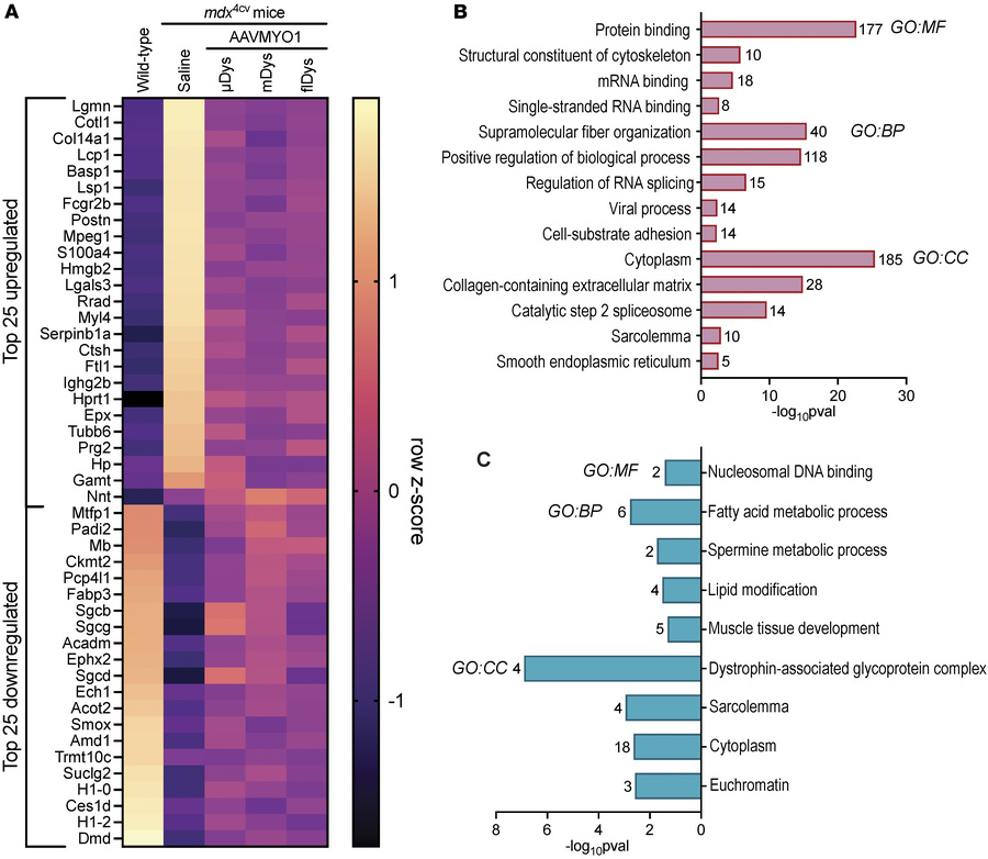 Analysis of protein expression profile demonstrates proteomic rescue by ...