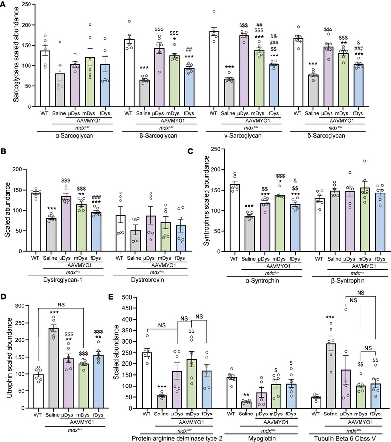 Dystrophin delivery alleviates DGC protein defects in mdx4cv mice.
Relat...