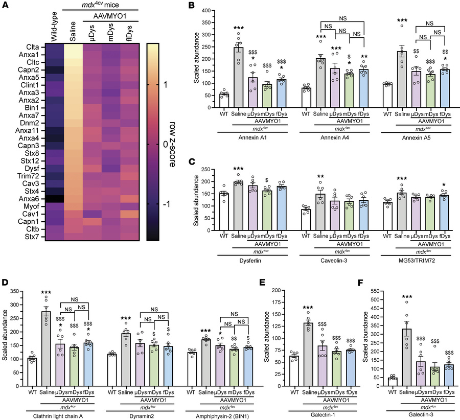 Amelioration of altered membrane repair and myogenesis pathway markers i...