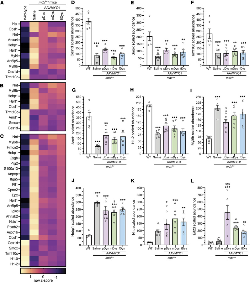 Proteins with unrestored expression in mdx4cv mice treated with various ...