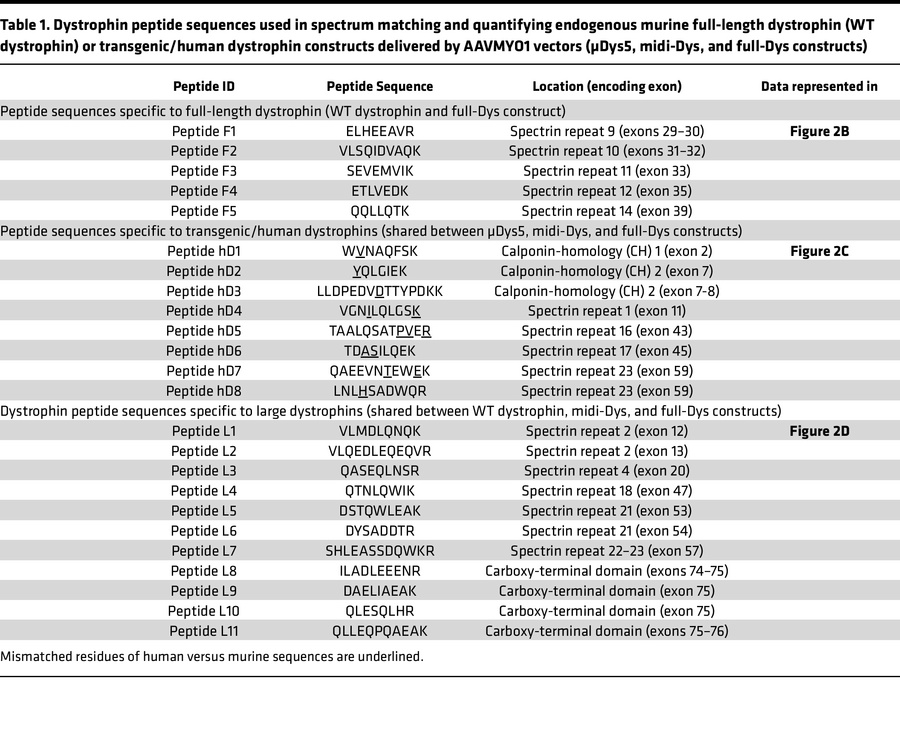 Dystrophin peptide sequences used in spectrum matching and quantifying e...