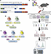 Schematic representation of dystrophin clones tested, split intein approach