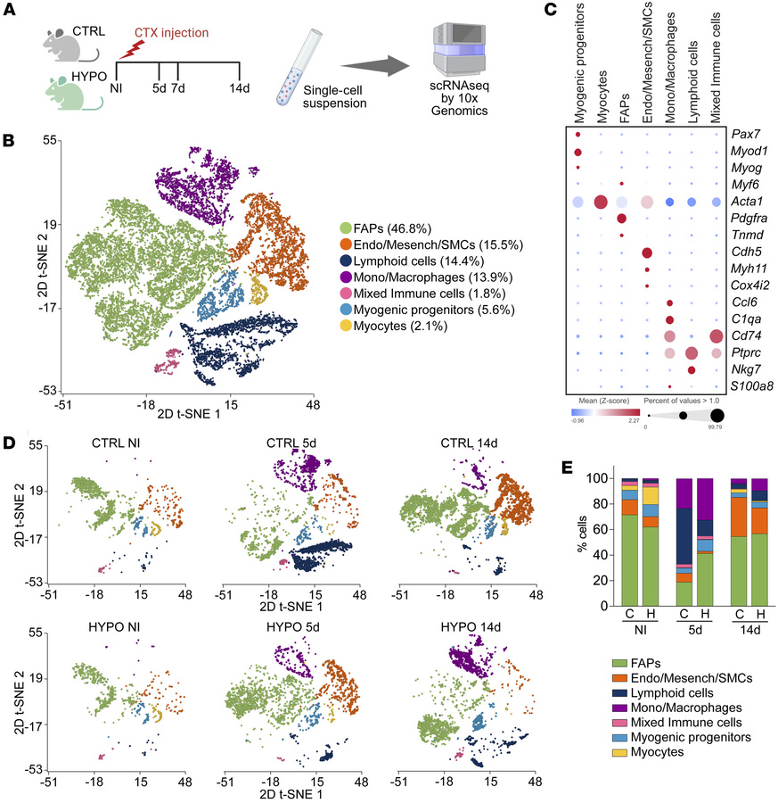 scRNA-seq of TAM shows different muscle-resident cell dynamics in respon...