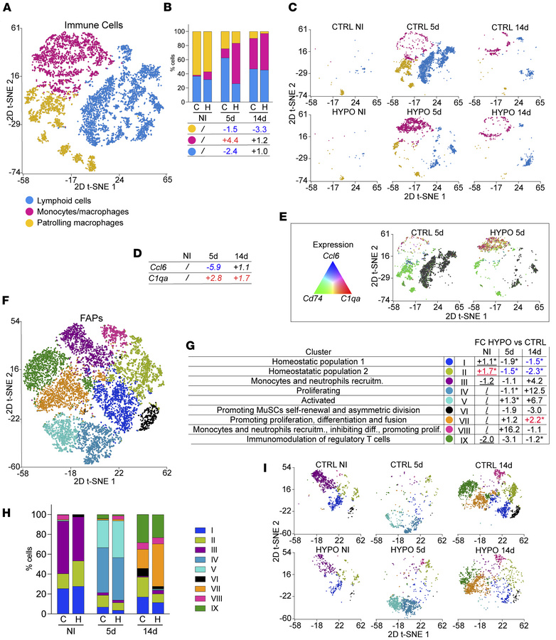 Thyroid hormone deficiency alters the immune and FAP landscape during sk...